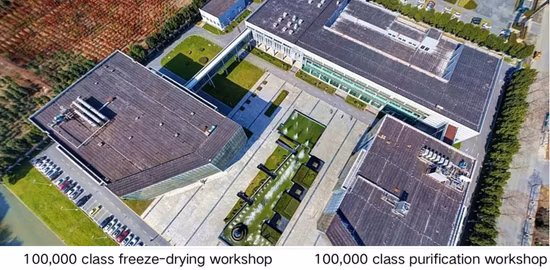 Supplément immunitaire organique végétalien Poudre de soins de santé Lactobacillus Probiotics